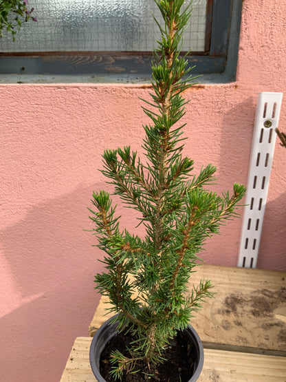 Picea Gl Conica
