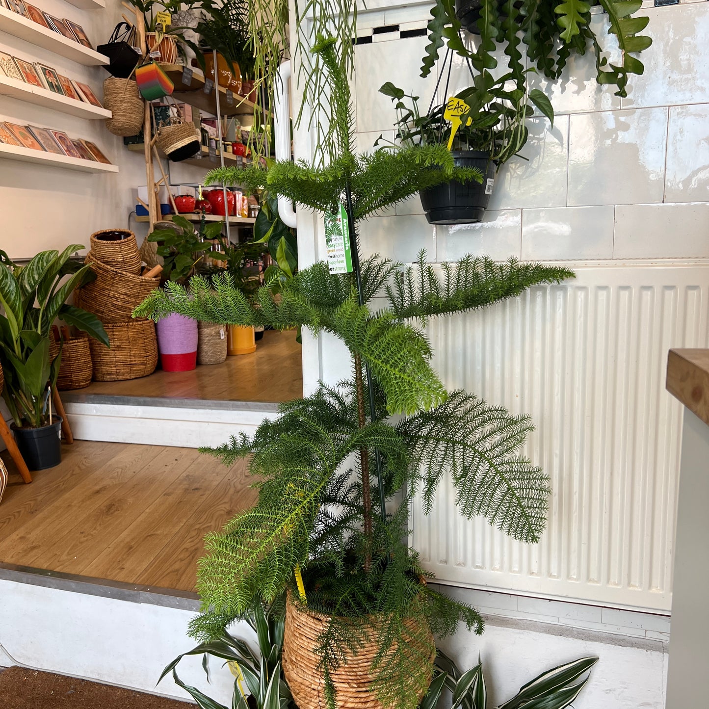 Araucaria Heterophylla-Norfolk Island Pine