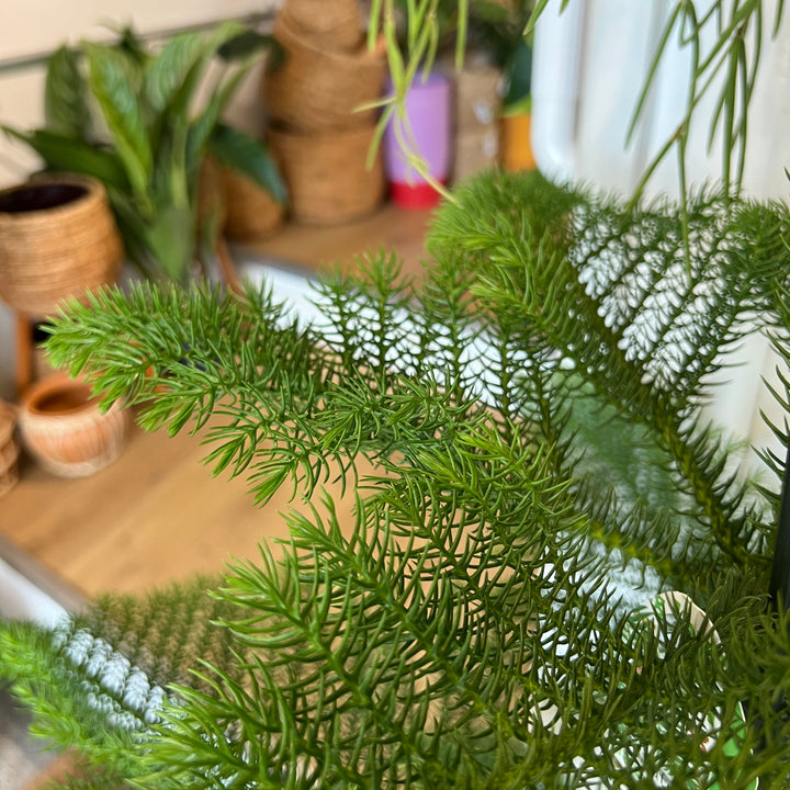 Araucaria Heterophylla-Norfolk Island Pine