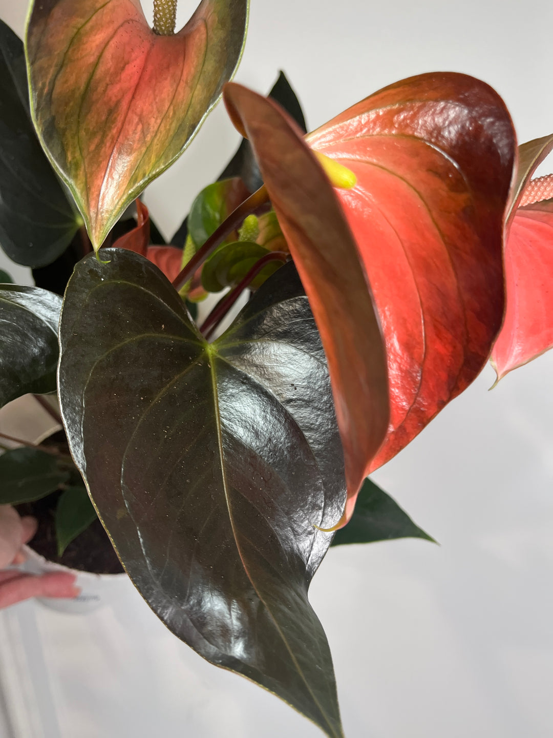 Anthurium Rainbow Champion