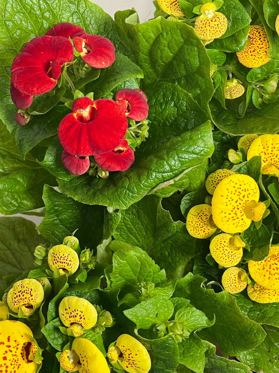 Calceolaria Mix - Lady's Slipper - Lady' Purse