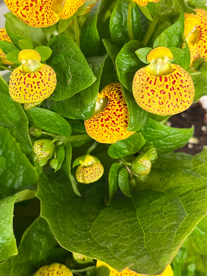 Calceolaria Mix - Lady's Slipper - Lady' Purse