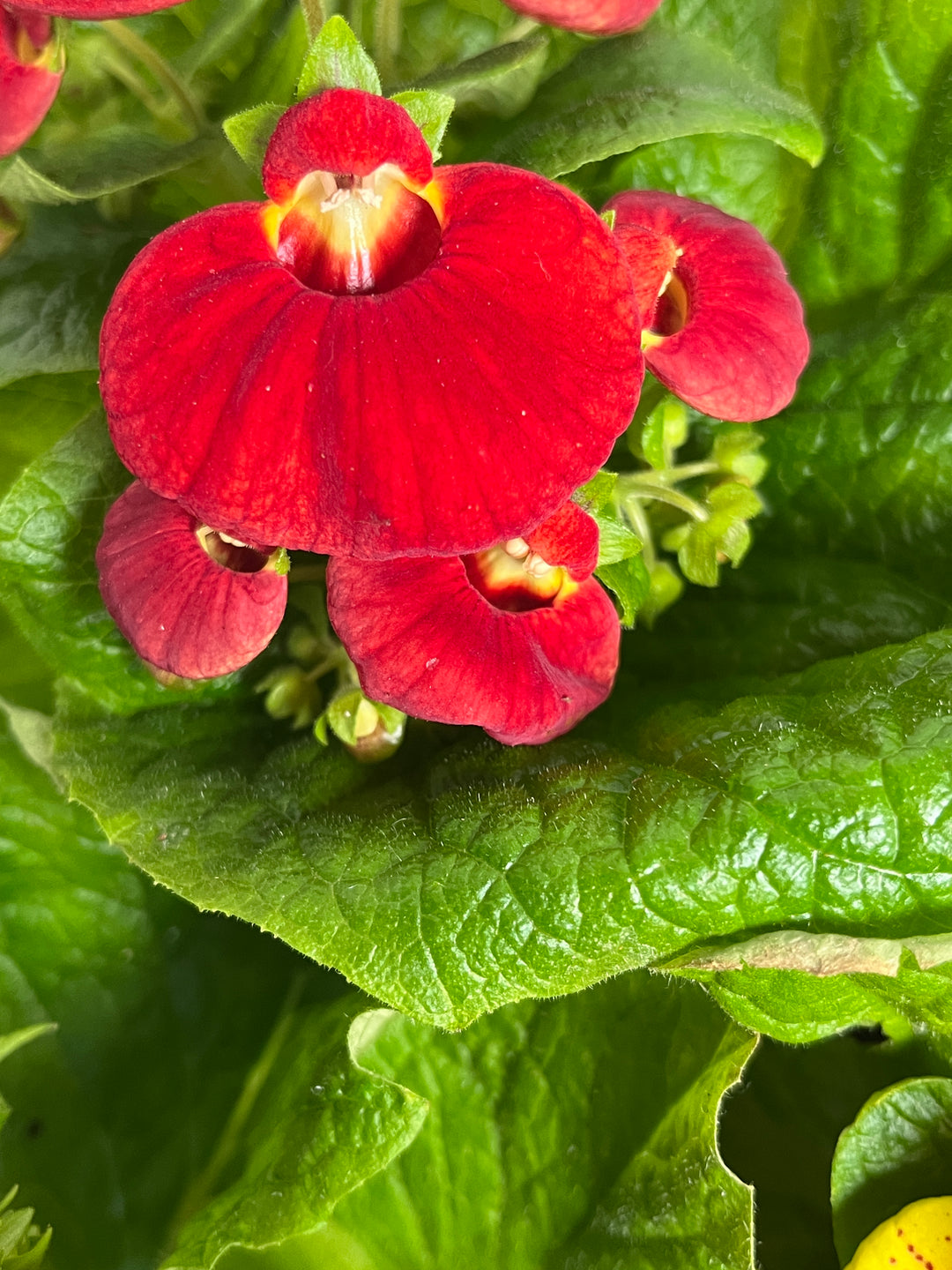 Calceolaria Mix - Lady's Slipper - Lady' Purse