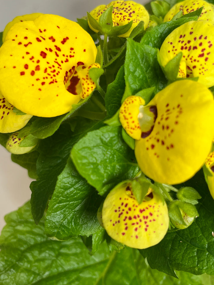 Calceolaria Mix - Lady's Slipper - Lady' Purse