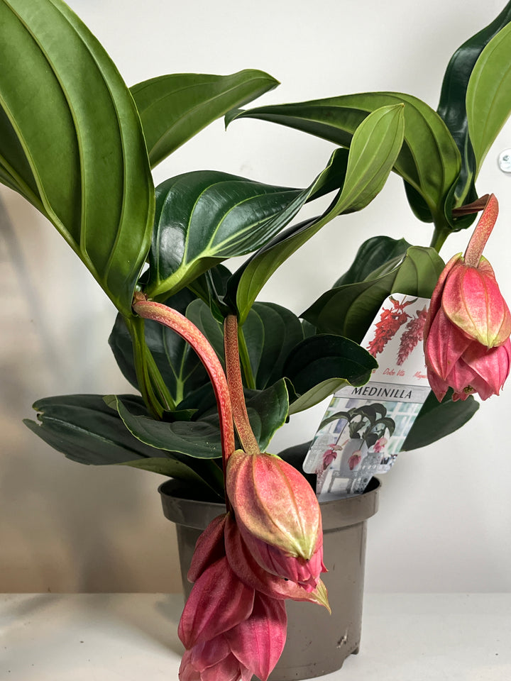 Medinilla Candy