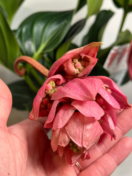 Medinilla Candy