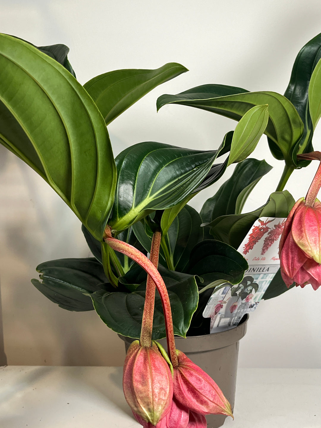 Medinilla Candy