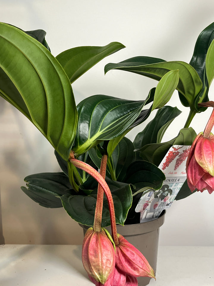 Medinilla Candy