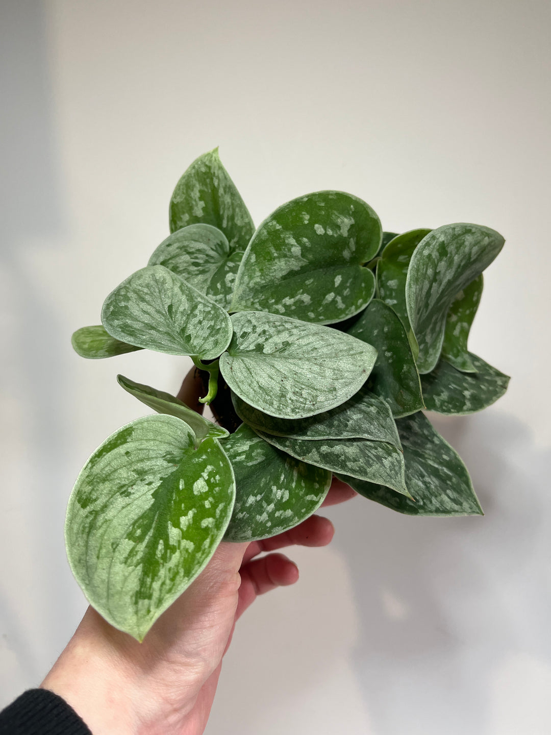 Scindapsus silver ann-  Satin Pothos