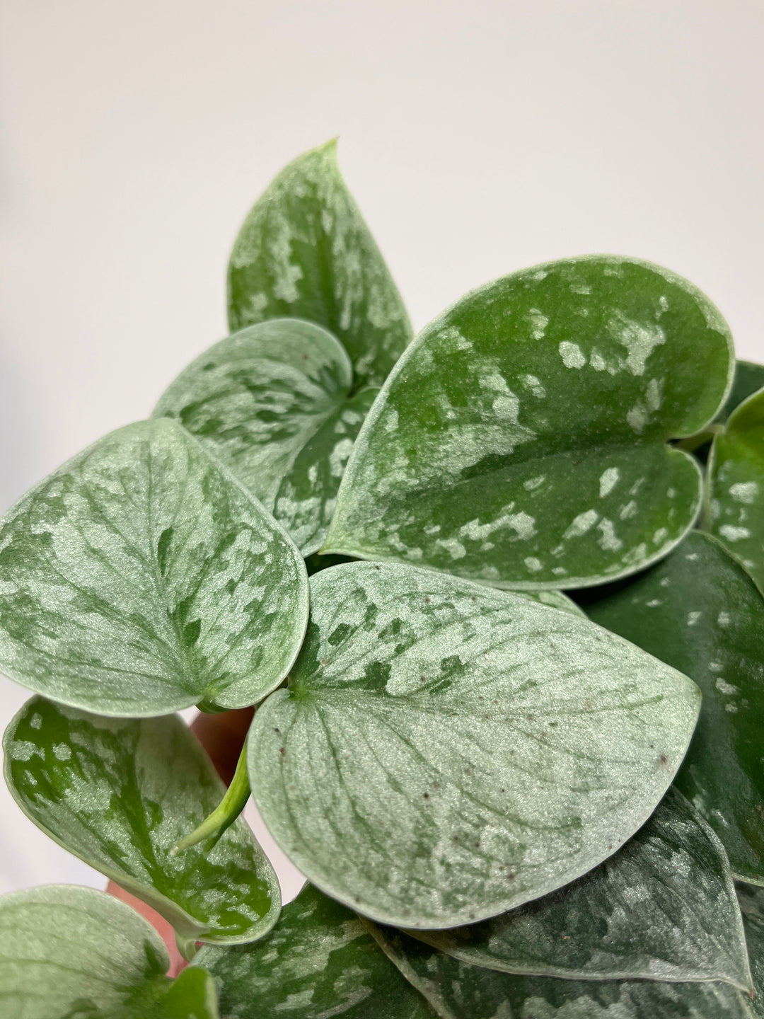 Scindapsus silver ann-  Satin Pothos