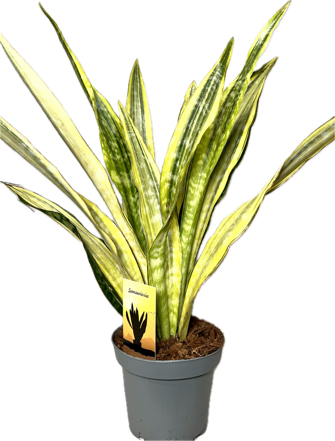 aubrytiana sansevieria Sansevieria Aubrytniana Lauren – Plant Studio