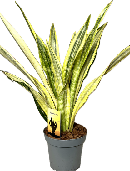 Sansevieria Aubrytniana Lauren