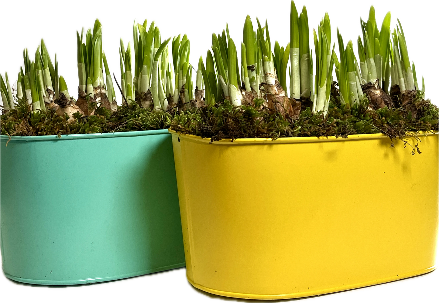 Narcis (daffodil) Planter