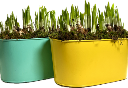 Narcis (daffodil) Planter