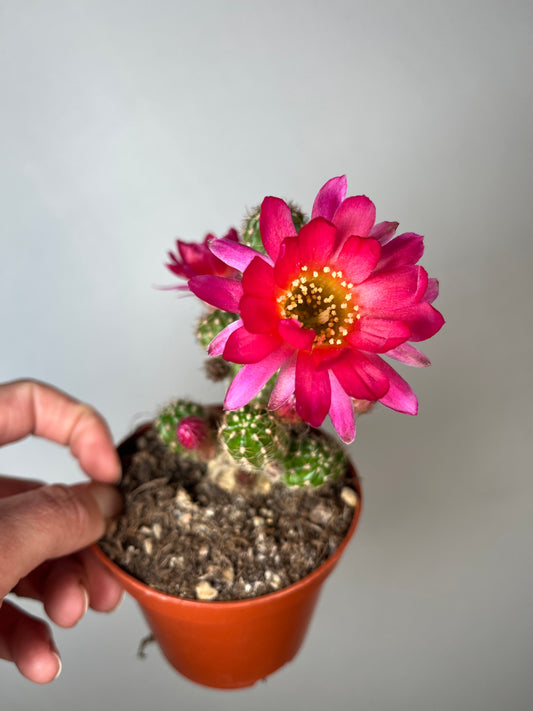 Chamaecereus ‘Ubink Cerise’ - peanut cactus