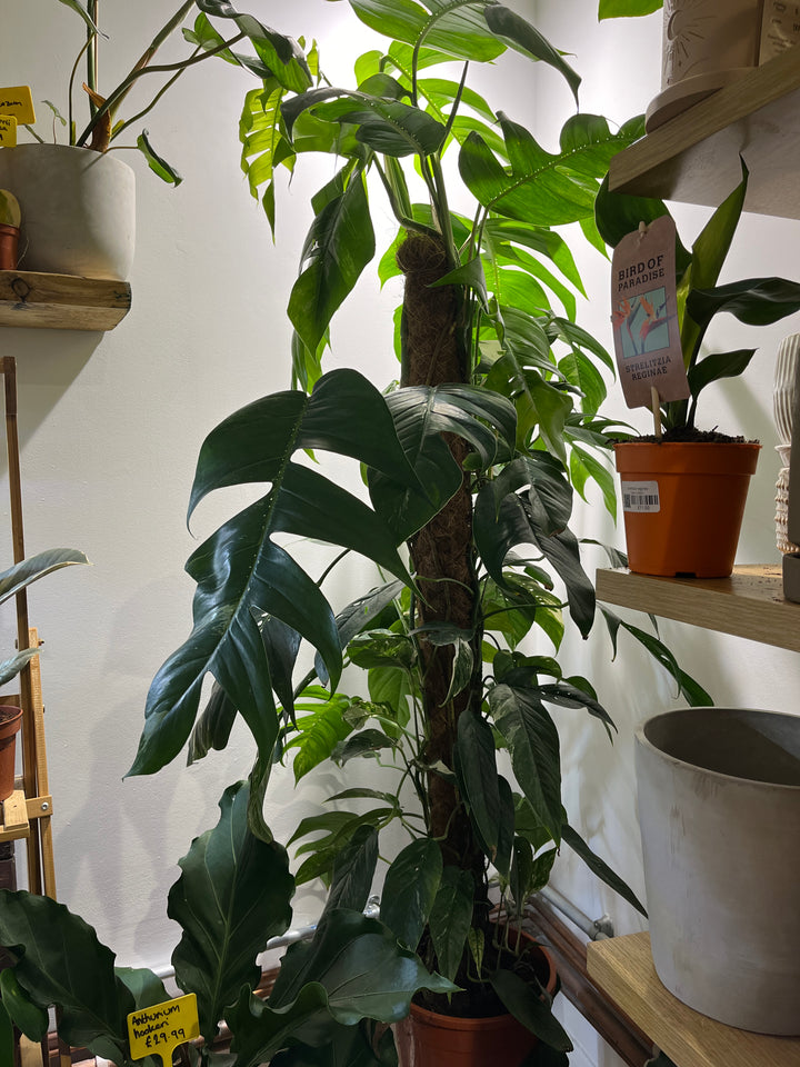 Epipremnum Pinnatum 'albo Variegata'