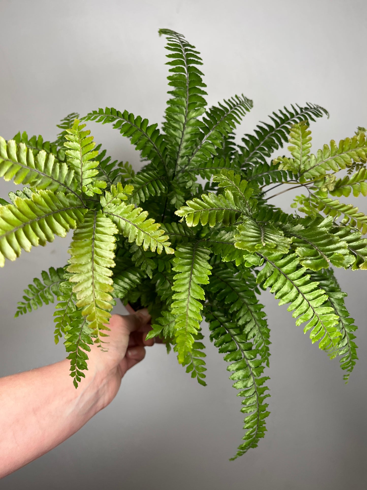 Adiantum tenerum 'Scutum Roseum' – Pink Maidenhair Fern
