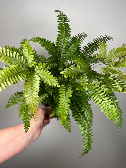 Adiantum tenerum 'Scutum Roseum' – Pink Maidenhair Fern