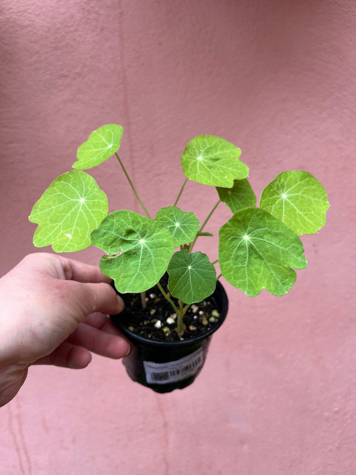 Nasturtium - Tropaeolum majus