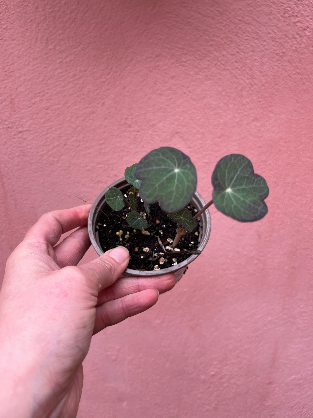 Nasturtium - Tropaeolum majus