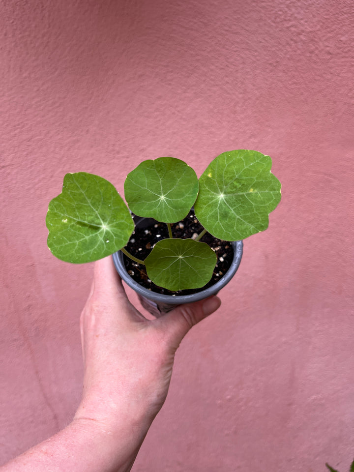 Nasturtium - Tropaeolum majus