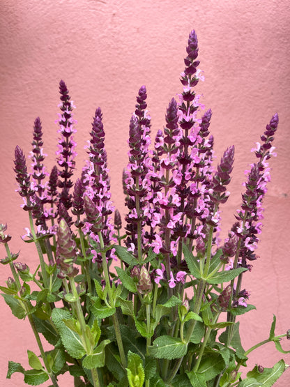 Salvia nemorosa ‘Sensation Deep Rose’ Balkan Clary - Perennial Sage