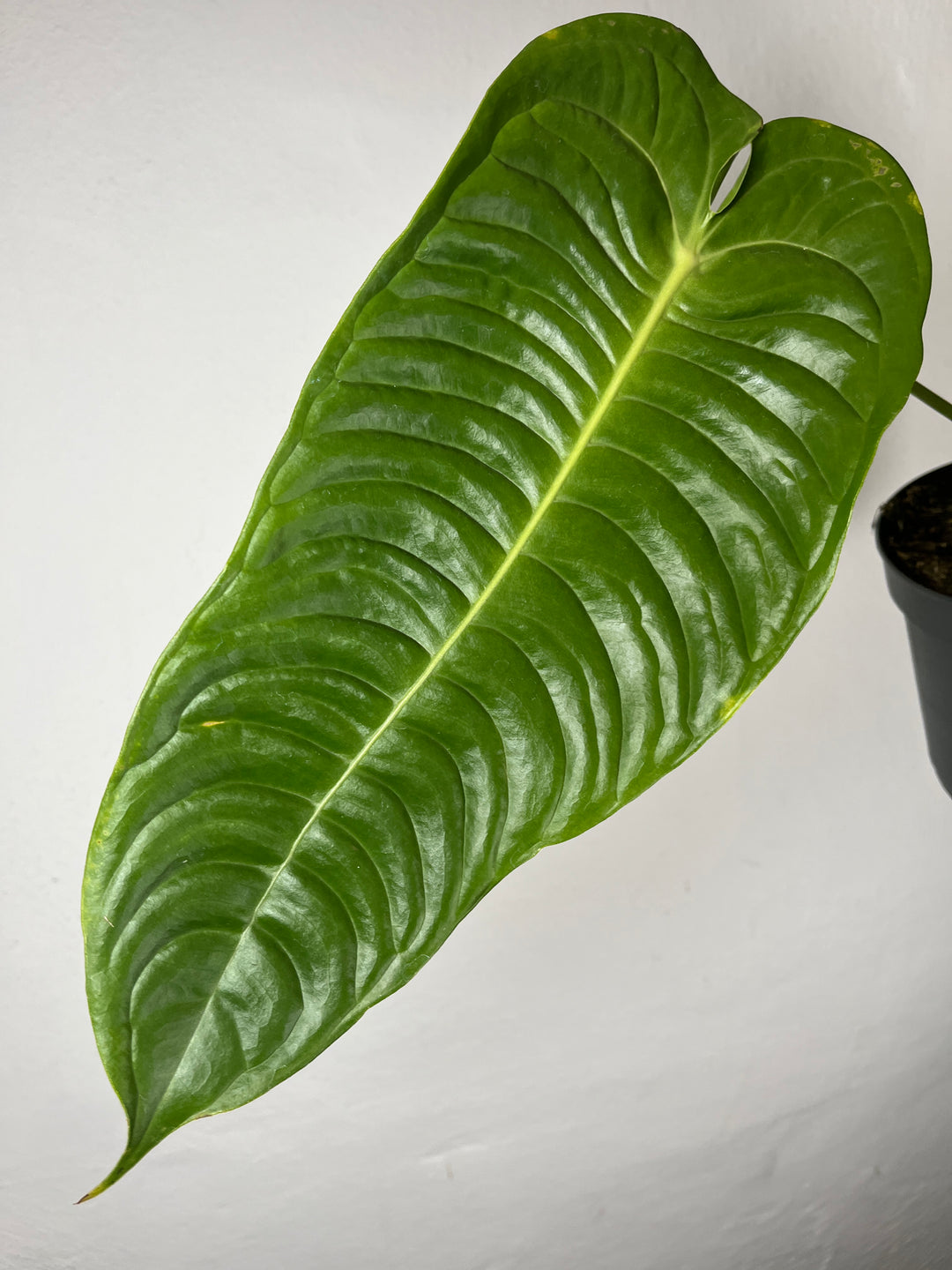 Anthurium Veitchii – King Anthurium