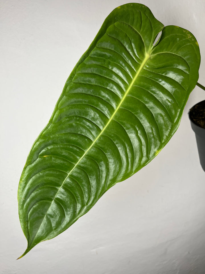Anthurium Veitchii – King Anthurium