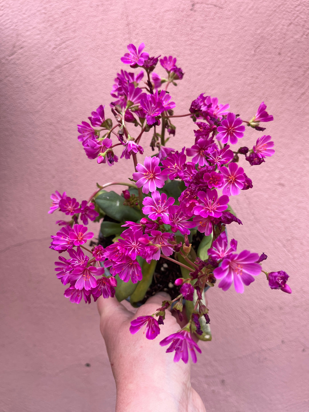 Lewisia cotyledon ‘Elise’ - Siskiyou Lewisia -