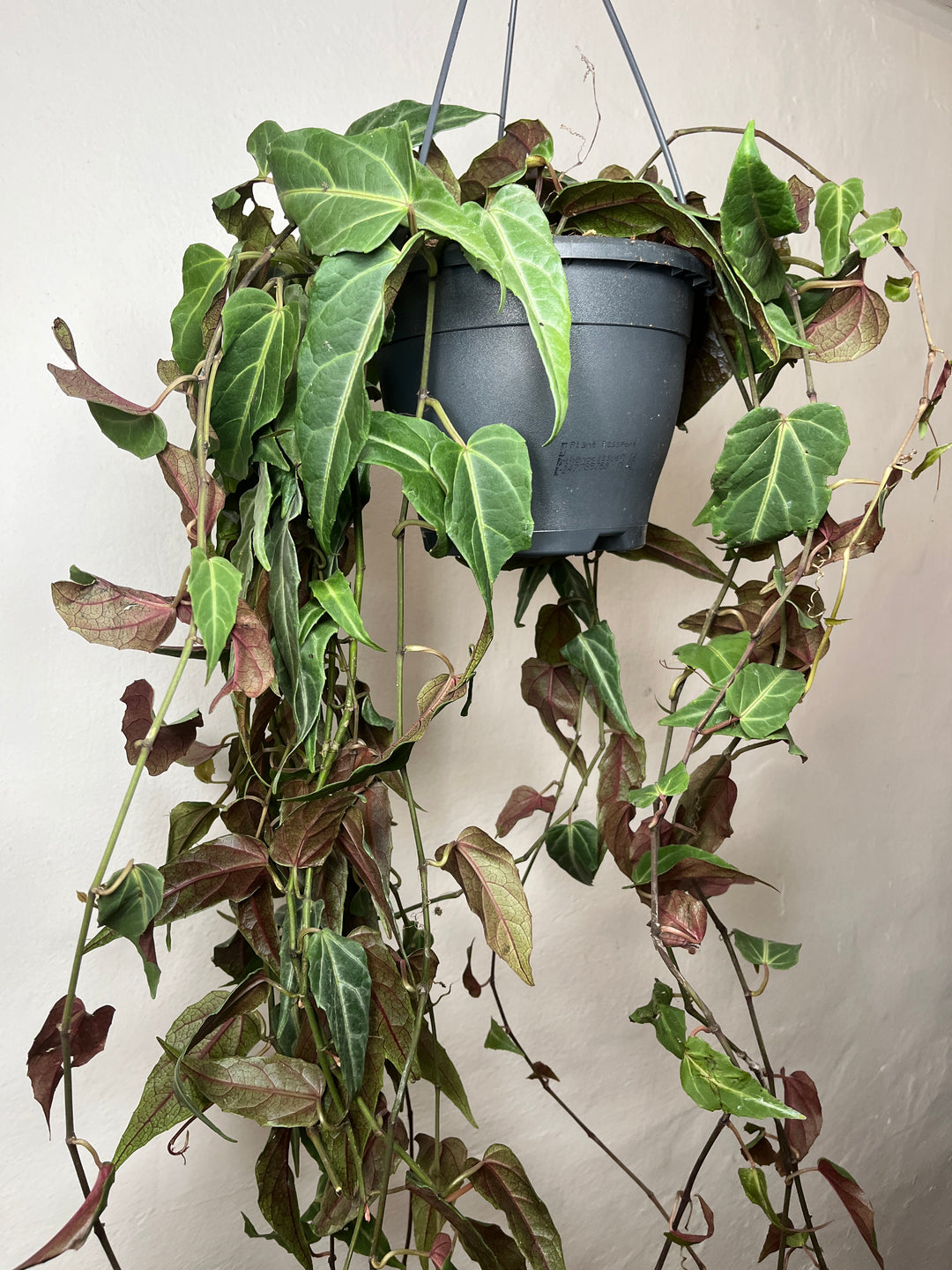 Parthenocissus ‘Amazonica’ – Indoor Jungle Vine