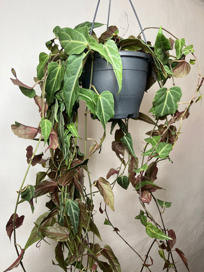 Parthenocissus ‘Amazonica’ – Indoor Jungle Vine