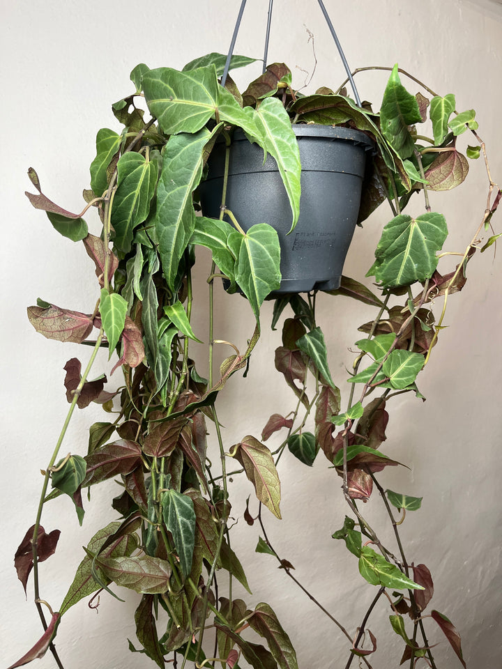 Parthenocissus ‘Amazonica’ – Indoor Jungle Vine