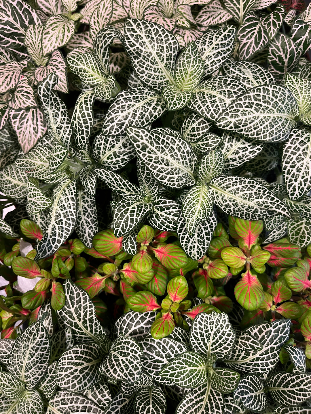 Fittonia Mix -Nerve Plant