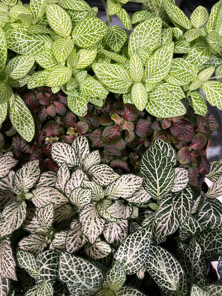Fittonia Mix -Nerve Plant