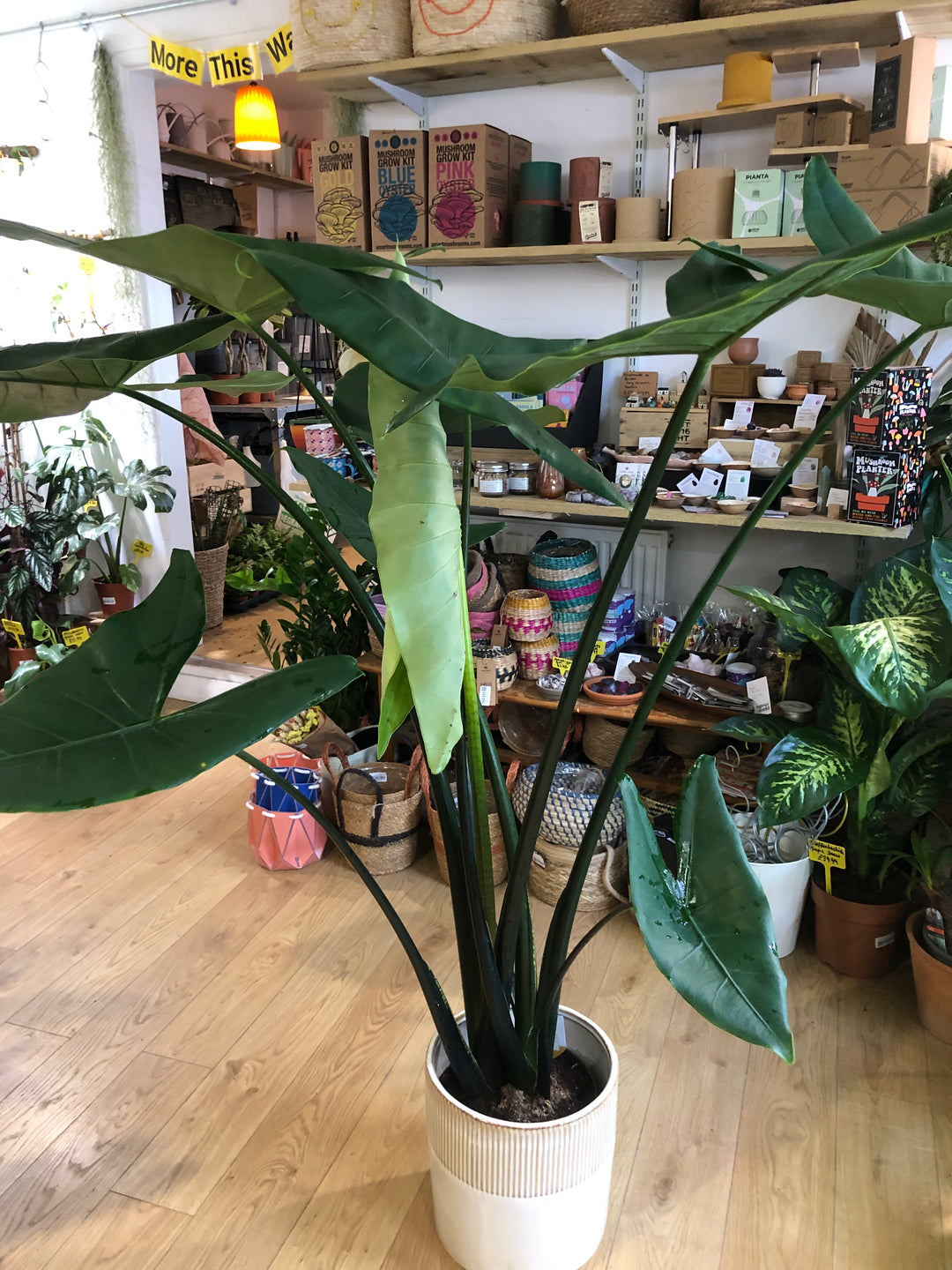 Alocasia Zebrina Black stem