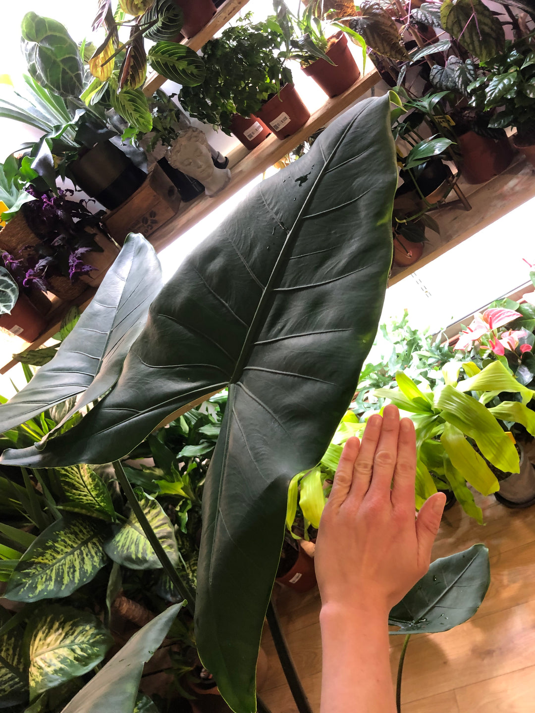 Alocasia Zebrina Black stem