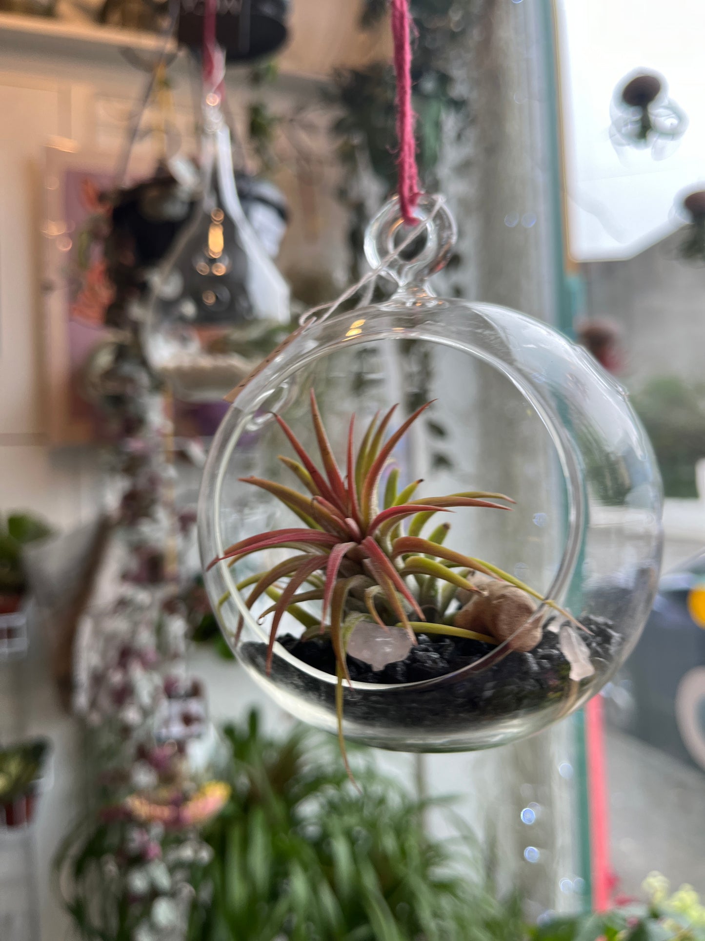 Glass bauble airplant terrarium