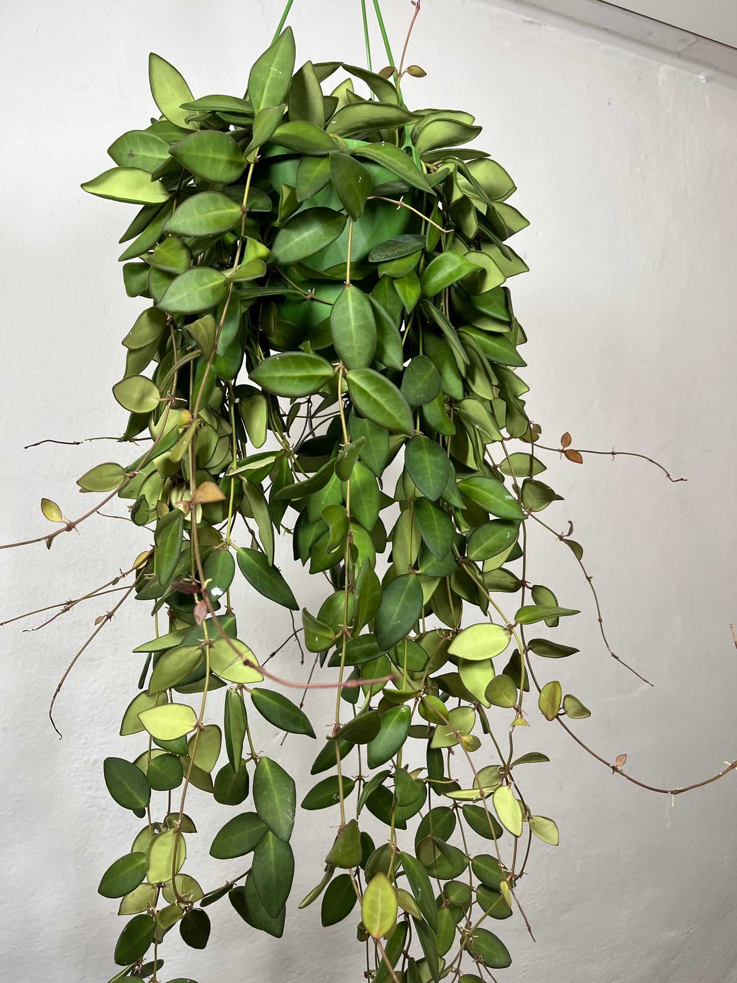 Hoya burtoniae - wax plant