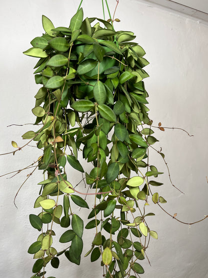 Hoya burtoniae - wax plant