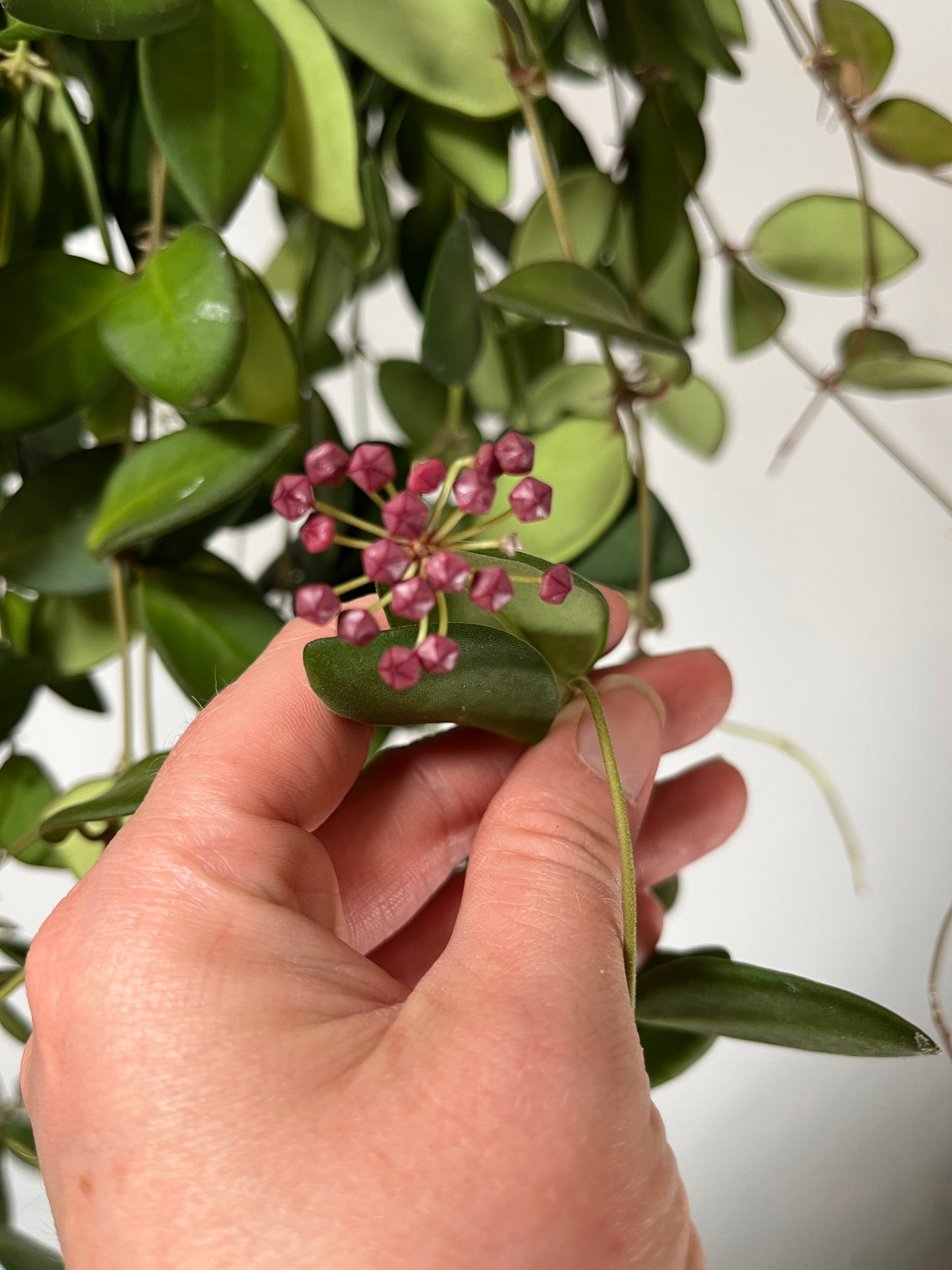 Hoya burtoniae - wax plant