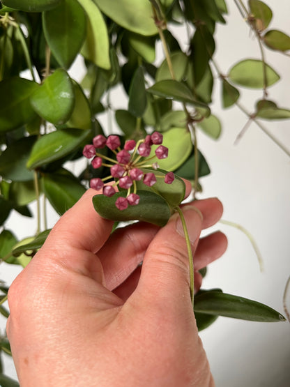 Hoya burtoniae - wax plant