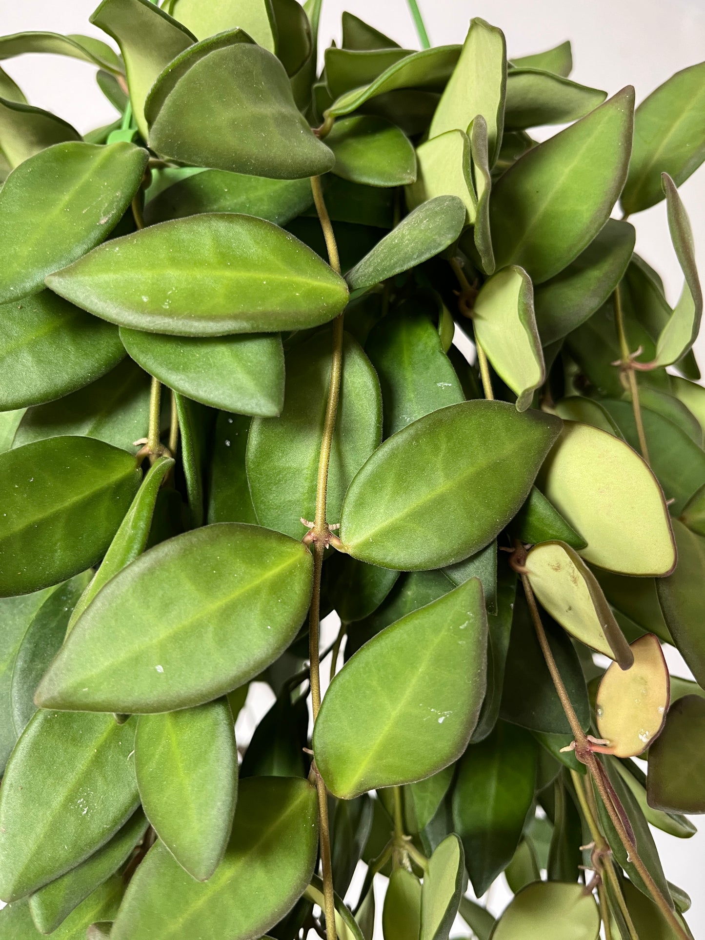 Hoya burtoniae - wax plant