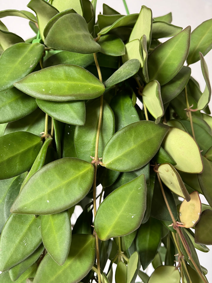Hoya burtoniae - wax plant