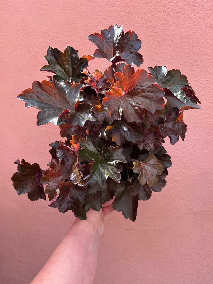 Heuchera micrantha ‘Palace Purple’ - Coral Bells
