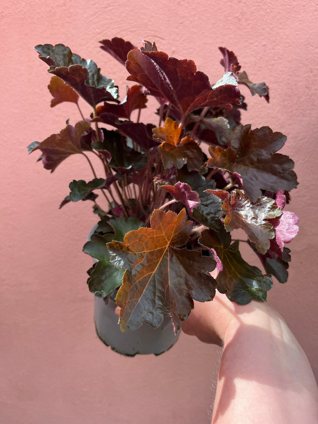 Heuchera micrantha ‘Palace Purple’ - Coral Bells