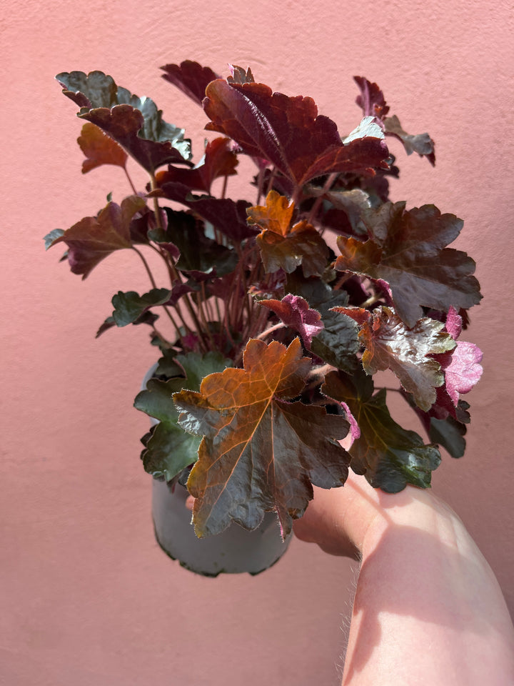 Heuchera micrantha ‘Palace Purple’ - Coral Bells