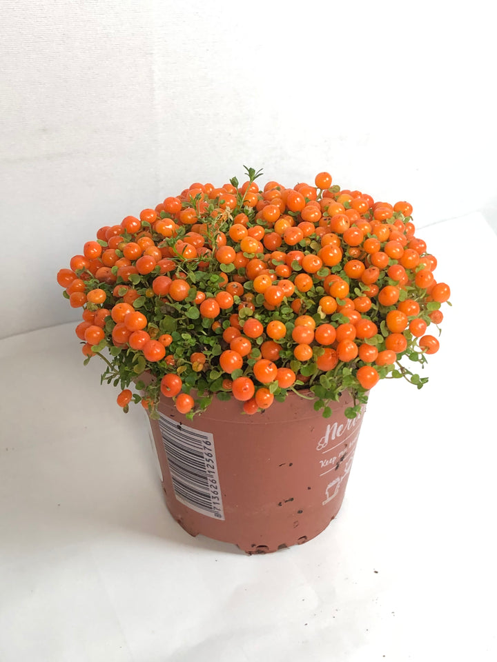 Nertera granadensis 'Astrid'