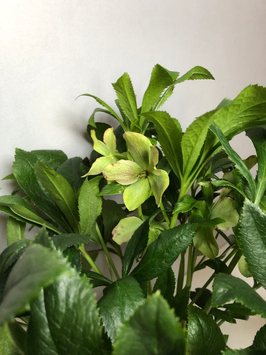 Helleborus orientalis 'ViV Victoria'