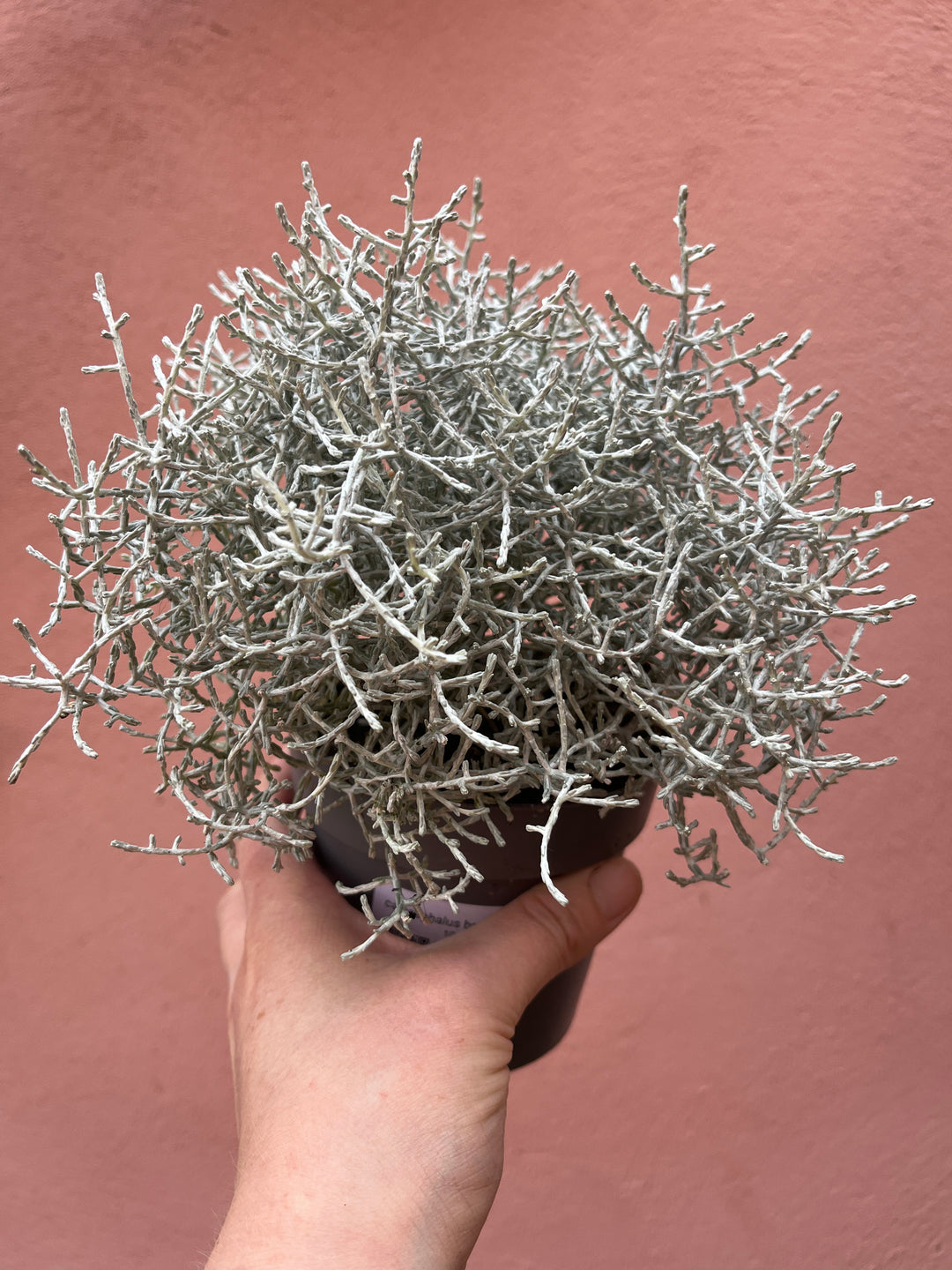 Calocephalus brownii - siver bush - Cushion bush