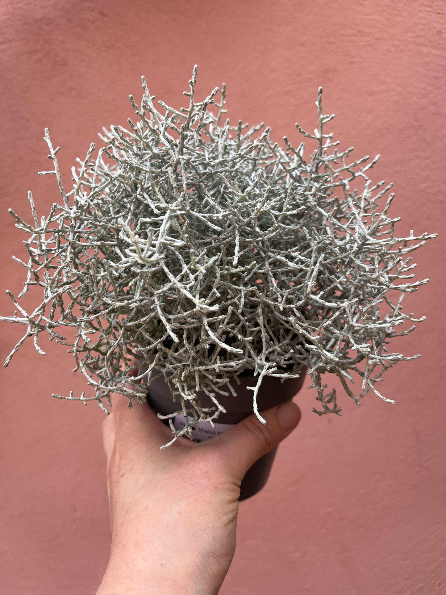 Calocephalus brownii - siver bush - Cushion bush